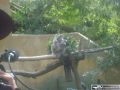 Presentaci�n Koala