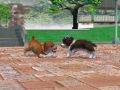 Nintendogs-124.jpg